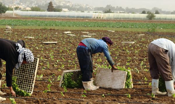 "العمل": ضبط 182 عاملا وافدا من المخالفين