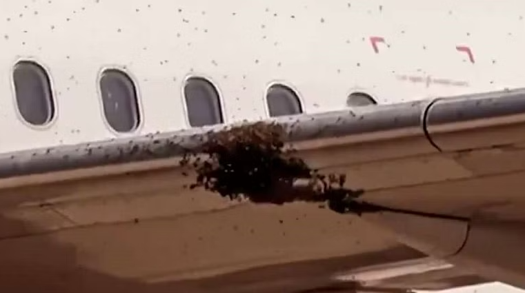 البرازيل ..  تفاصيل هجوم سرب نحل على طائرة ركاب وإلغاء رحلتها