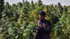 زعيم طالبان يحظر زراعة الماريجوانا في أفغانستان