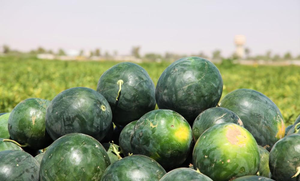فوائد البطيخ للحامل
