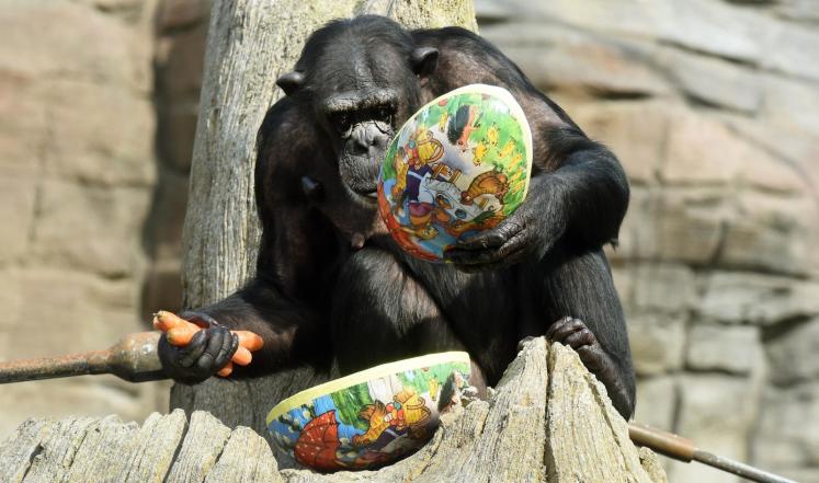 قردة شمبانزي تستعمل الحيلة للفرار من الأسر