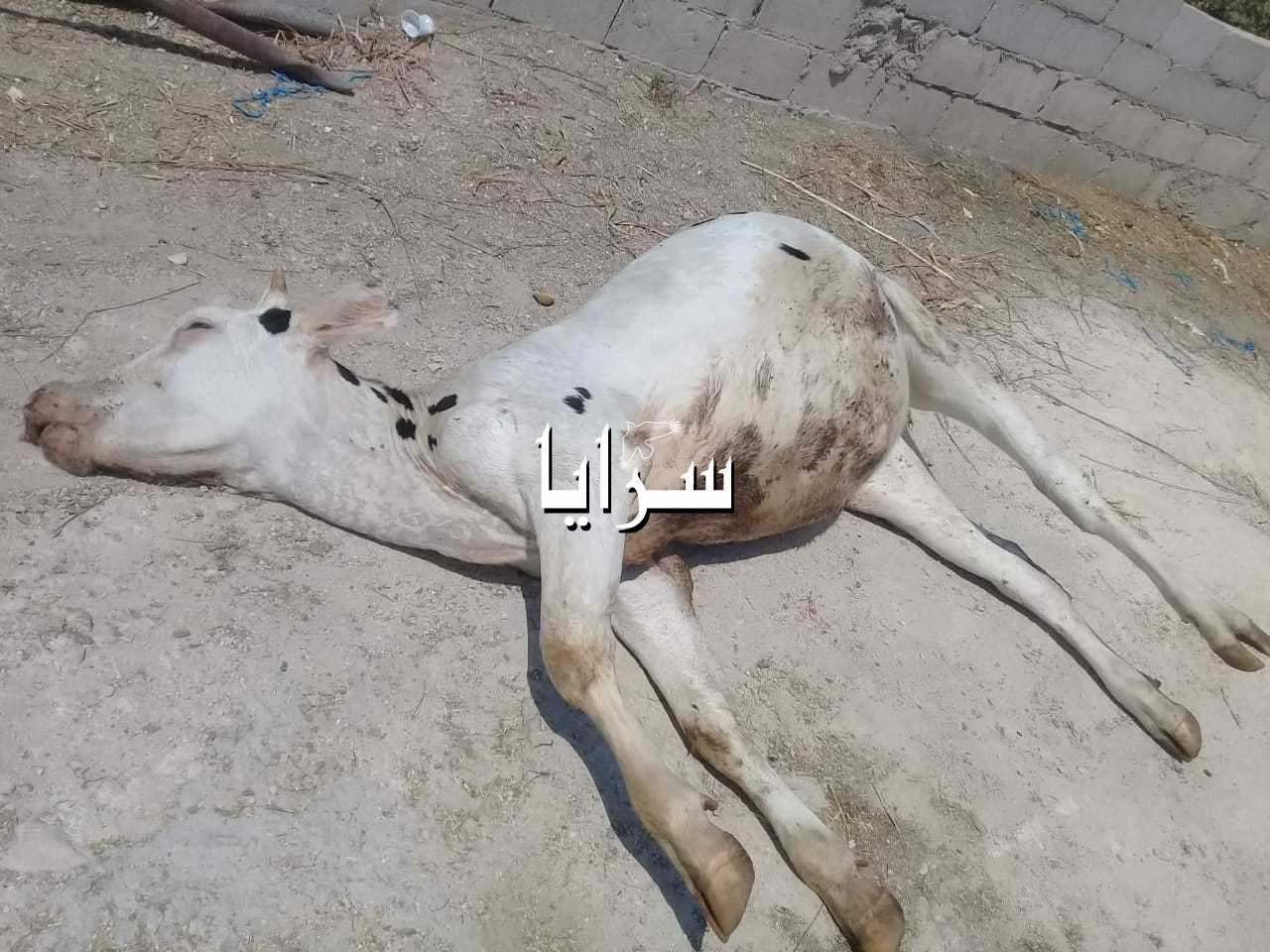 بالصور : الأغوار الشمالية:ارتفاع حالات نفوق الأبقار والإصابات بفايروس الحمة الثلاثية رغم نفي وزارة الزراعة