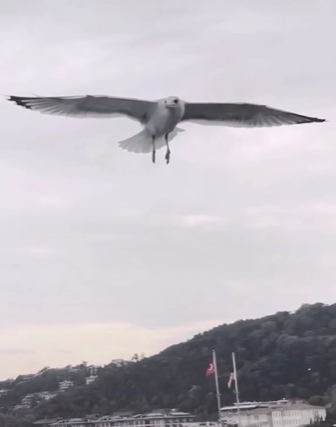 فيديو طريف  .. رجل يلاعب طائر بهذه الطريقة الغريبة !