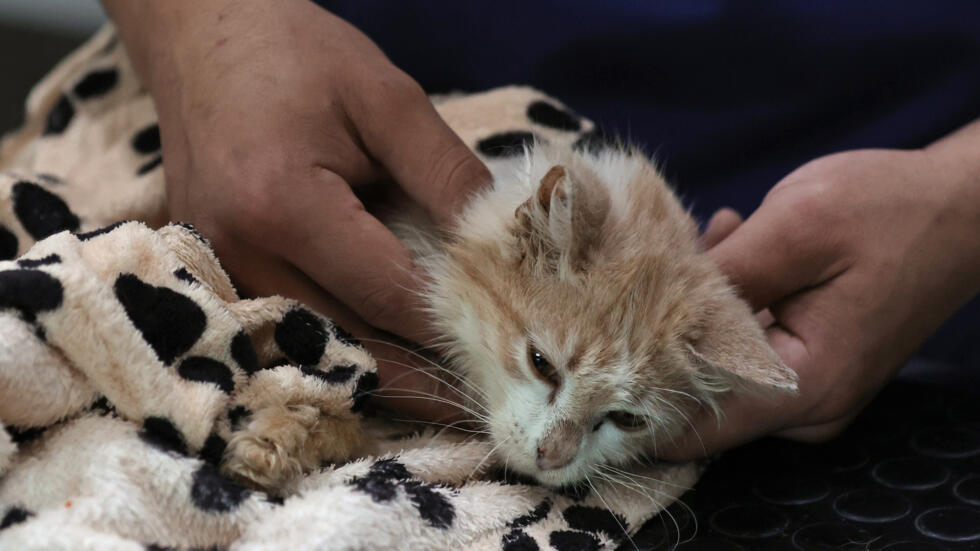 وباء حيواني يفتك بـ 300 ألف قط في قبرص ومخاوف من انتشاره للدول المجاورة