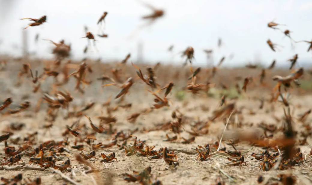 الحكومة: حركة الرياح قد تدفع الجراد باتجاه الأردن