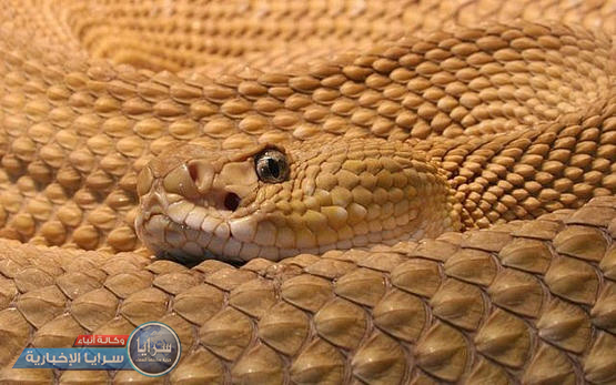 تحذير من خروج الحشرات والزواحف في الأردن خلال الأسابيع القادمة