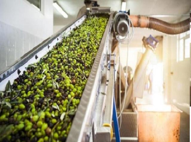 ليث الفراية يكتب: أصوات المعاصر تصرخ  ..  لا تقتلوا موسم الزيتون الأردني بقرارٍ اقتصادي عابر