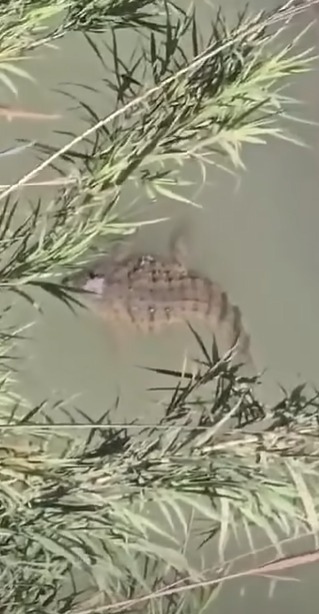 فيديو صادم ..  ظهور تمساح ضخم بالمياه الفاصلة بين الأردن والأراضي المحتلة يثير الذعر شمال إربد