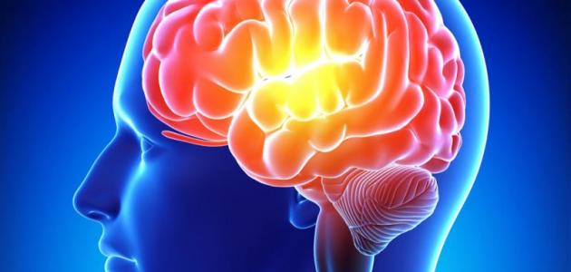 تقوية الذاكرة: تحليل علمي لتمارين فعالة وفقًا لمعايير جوجل 2026