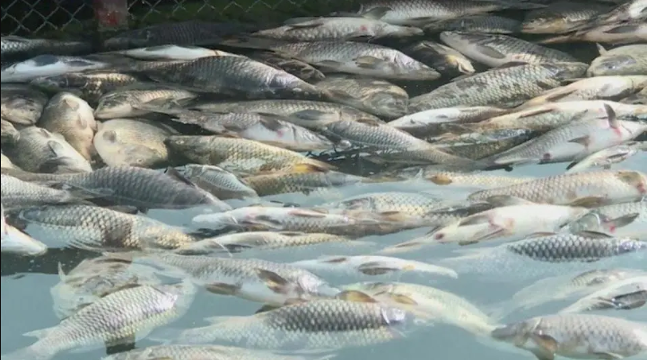 خسائر نفوق الأسماك في 90% من مزارع وادي الأردن تجاوزت 300 ألف دينار 