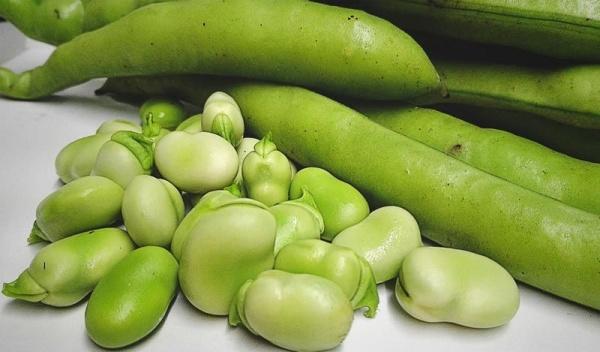 الفول الأخضر ..  غير متوقعة فوائده