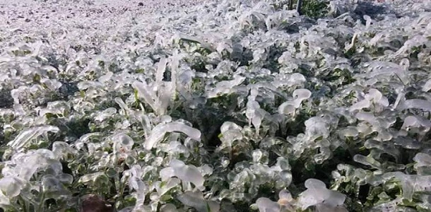 الحكومة تحذر المزارعين من "الصقيع" المرافق للمنخفض