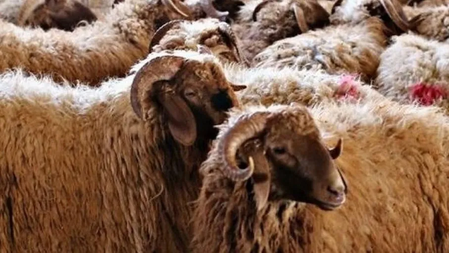 إيقاف إصدار رخص استيراد الأغنام الحية من سوريا  ..  حماية للمنتج المحلي ودعم المربين الأردنيين