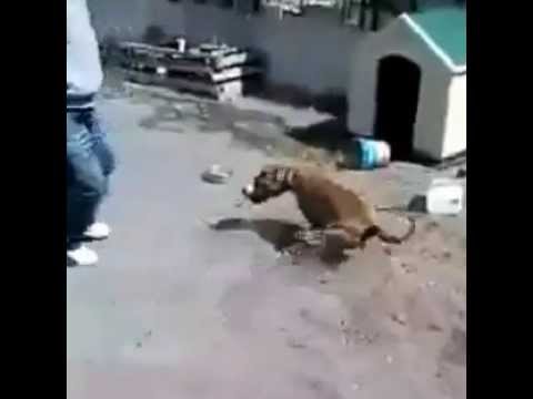 بالفيديو ..  شاب يستفز كلب مقيد ..  ليرد عليه الكلب بهجوم شرس