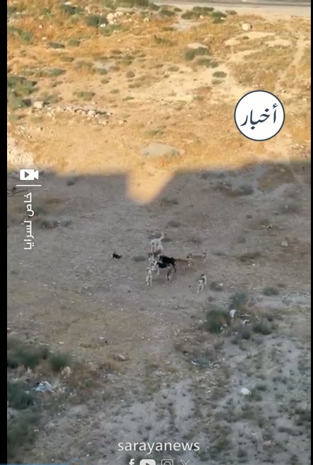 بالفيديو : انتشار لافت للكلاب الضالة في الزرقاء يثير قلق المواطنين