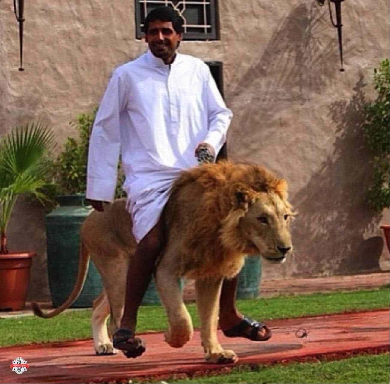 تفسير حلم ركوب الأسد في المنام