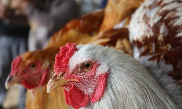 الدجاج البرازيلي يغرق السوق المحلي ويلحق خسائر فادحة لمربي الدواجن  ..  والزراعة ترد