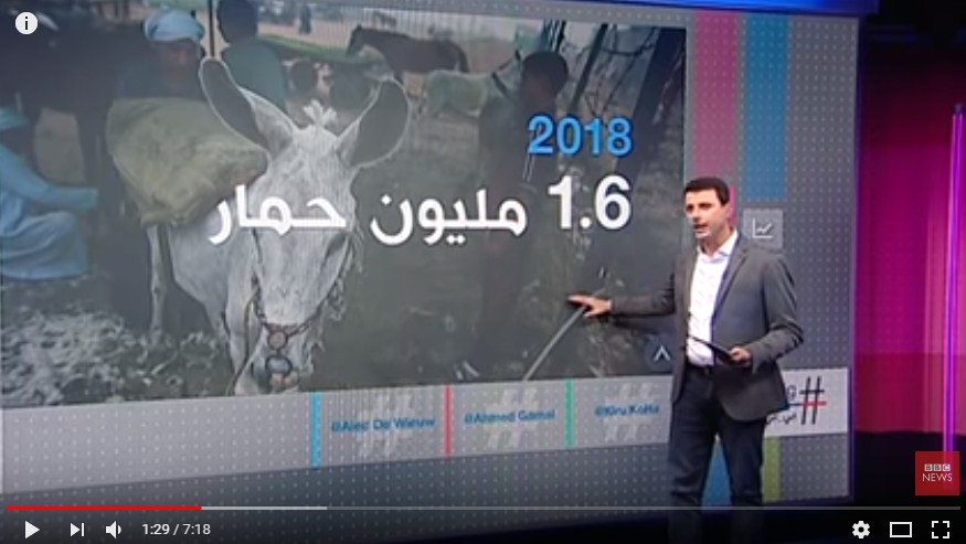بالفيديو  ..  أعداد الحمير تتناقص في مصر لهذا السبب الغريب  ..  "تفاصيل"