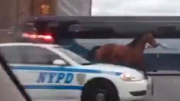بالفيديو ..  سيارات الشرطة تطارد حصاناً جامحاً في شوارع نيويورك