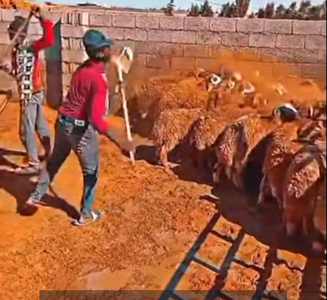 بالفيديو ..  تجار يلجأون لرشق التراب على الاضاحي ..  برأيكم ما هو السبب؟