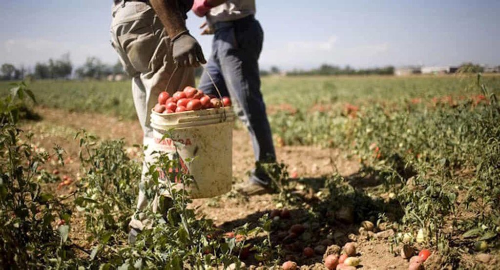 مزارعون غاضبون من اتساع الاستيراد على حساب المنتج المحلي