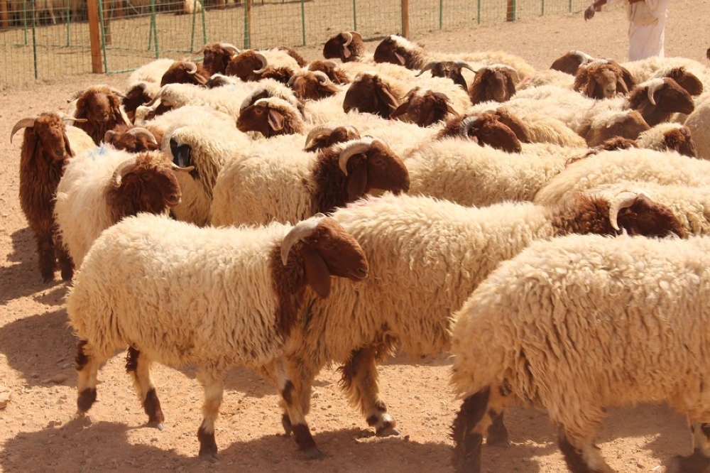 ارتفاع غير مسبوق بأسعار الأضاحي في الأردن ..  والروماني يتفوق على البلدي