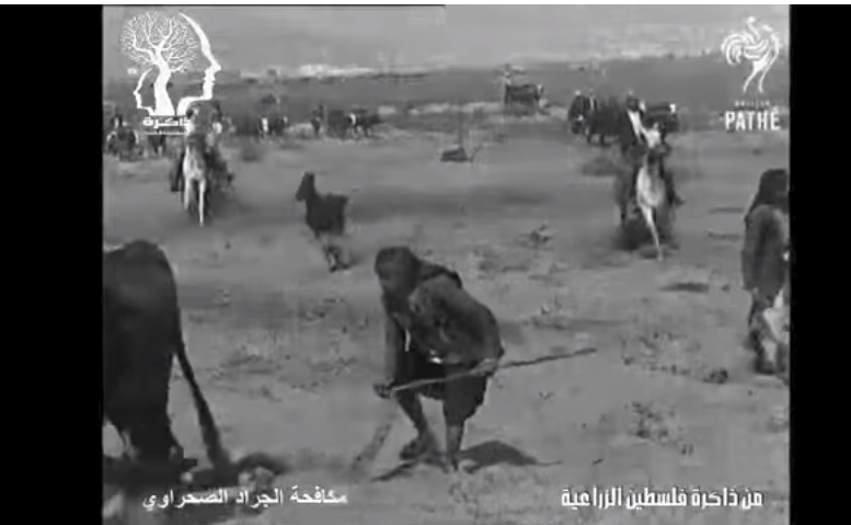 بالفيديو  ..  مكافحة الجراد الصحراوي في فلسطين عام 1915 م
