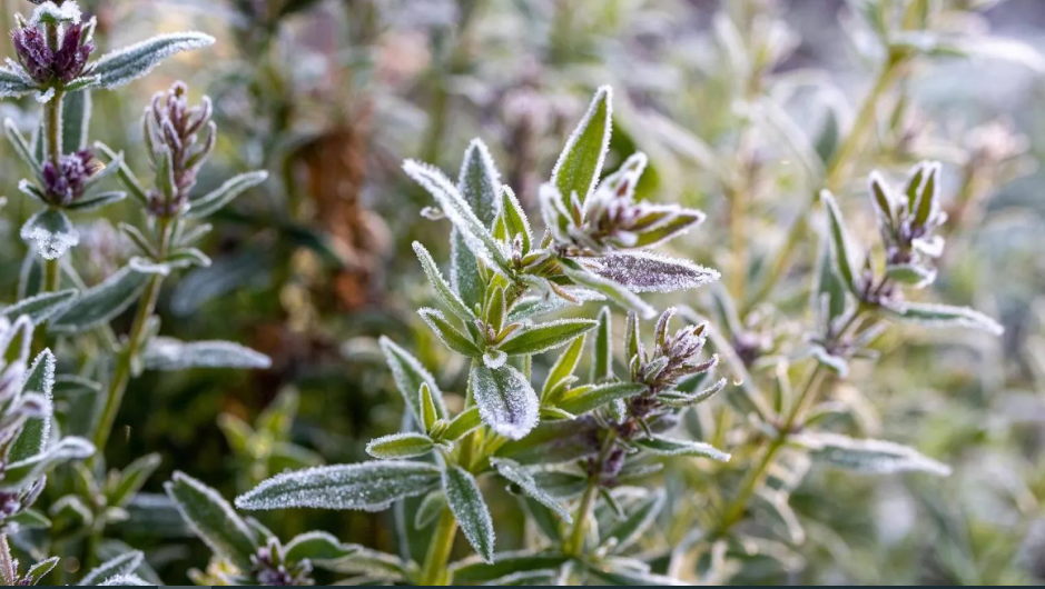 ماذا يحدث لأعصابك عند تناول الزعتر يومياً؟