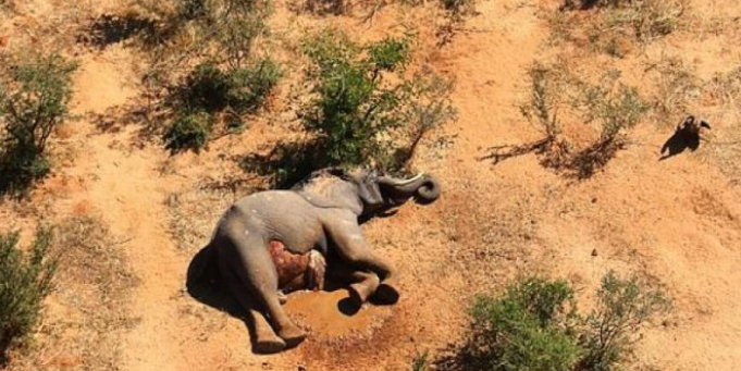 مئات الفيلة تموت بوسط جنوب أفريقيا ولا أحد يعرف السبب