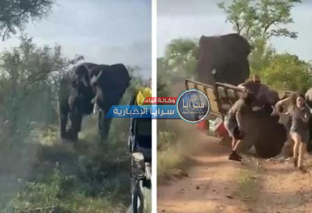 بالفيديو  ..  شاهدوا ماذا فعل فيل غاضب بسياح في إفريقيا  