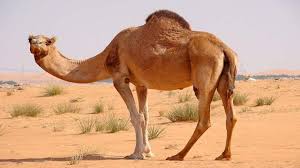 تفسير رؤية الجمل في المنام 