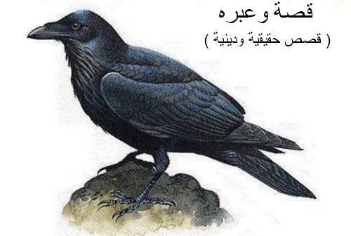 لماذا اختار الله سبحانه وتعالى الغراب ليعلم قابيل كيف يدفن أخيه؟