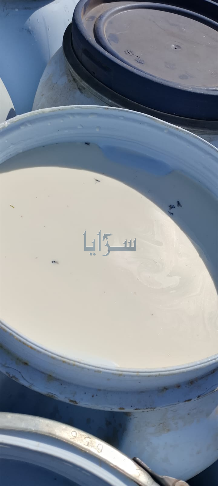 بالفيديو والصور ..  ضبط 450 كغم حليب ملوث بحشرات داخل مركبة مكشوفة في المفرق