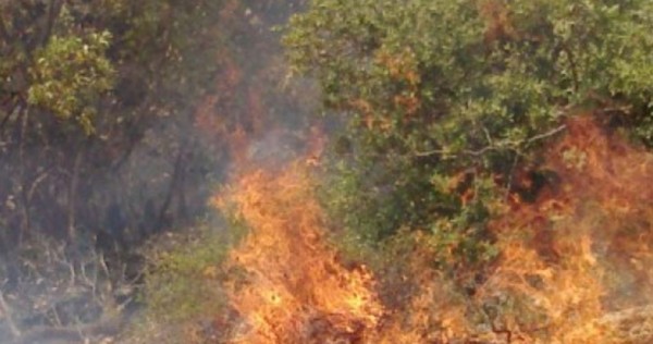 مستوطنون يحرقون دونمات مزروعة بالزيتون في بورين بنابلس  