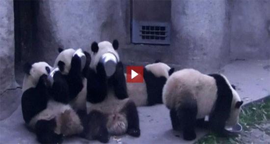 بالفيديو ..  حين ينظف الباندا الأطباق بعد تناول الوجبات