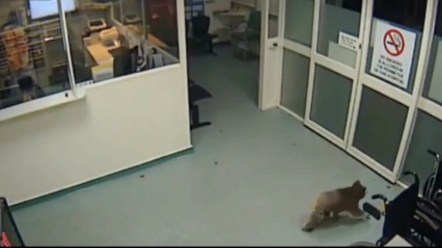 بالفيديو  ..  الكوالا المذهل يدخل بنفسه للمستشفى