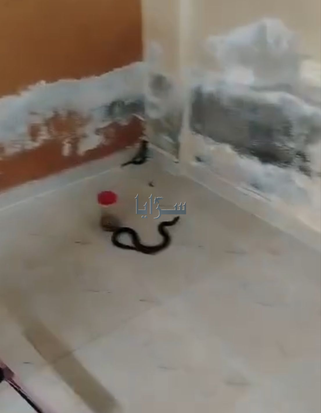 بالفيديو ..  أفعى "بدون عيون" تلدغ 3 أفراد من عائلة واحدة