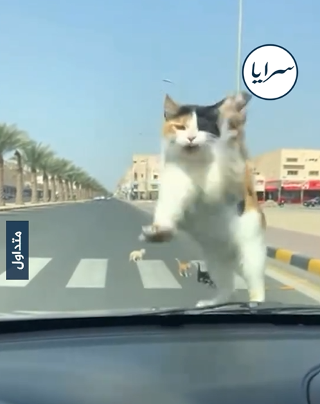 بالفيديو ..  قطة شجاعة تهاجم سيارة دفاعًا عن صغارها 