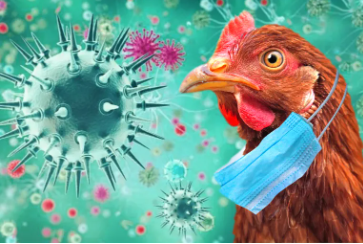 هل تكون "إنفلونزا الطيور" هي الجائحة الجديدة المرتقبة؟  ..  مصدر حكومي يجيب عبر "سرايا" 