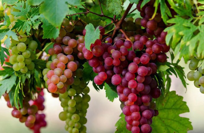 الزراعة تفتح باب استيراد العنب بعد نفاد الإنتاج المحلي