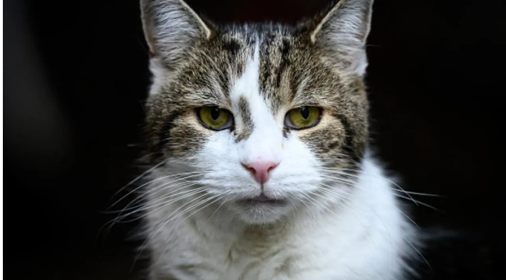 القط لاري ..  15 عاماً في خدمة رئاسة الوزراء البريطانية