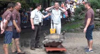 بالفيديو ..  حفلة وزن سحلفاتين عملاقتين في حديقة حيوانات بلاتفيا