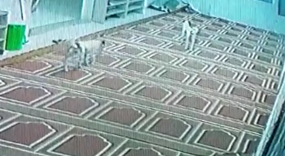 بالفيديو ..  كلاب ضالة تقتحم أحد المساجد وتسرق احذية المصلين 