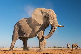 تفسير حلم الفيل 