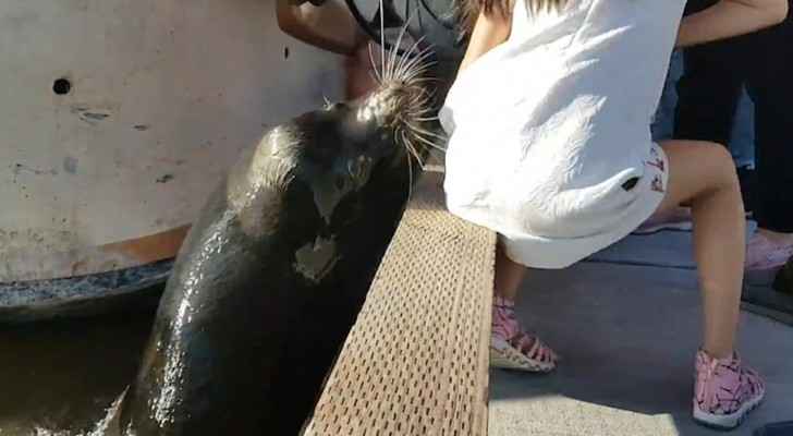 بالفيديو: أسد البحر يختطف طفلة ويهرب بها تحت الماء