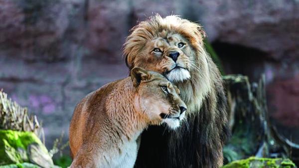 إيران  ..  لبؤة تقتل حارسها وتهرب برفقة أسد