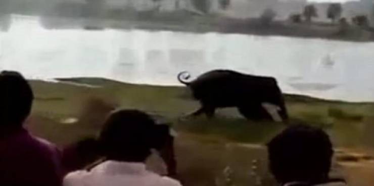فيديو مروع لفيل ضخم يدعس رجلاً بأقدامه حتى الموت!
