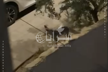 بالفيديو  ..  "الحصيني" يغادر الغابات يجوب شوارع الزرقاء ! ..  ظهوره يثير الذعر والاستغراب 
