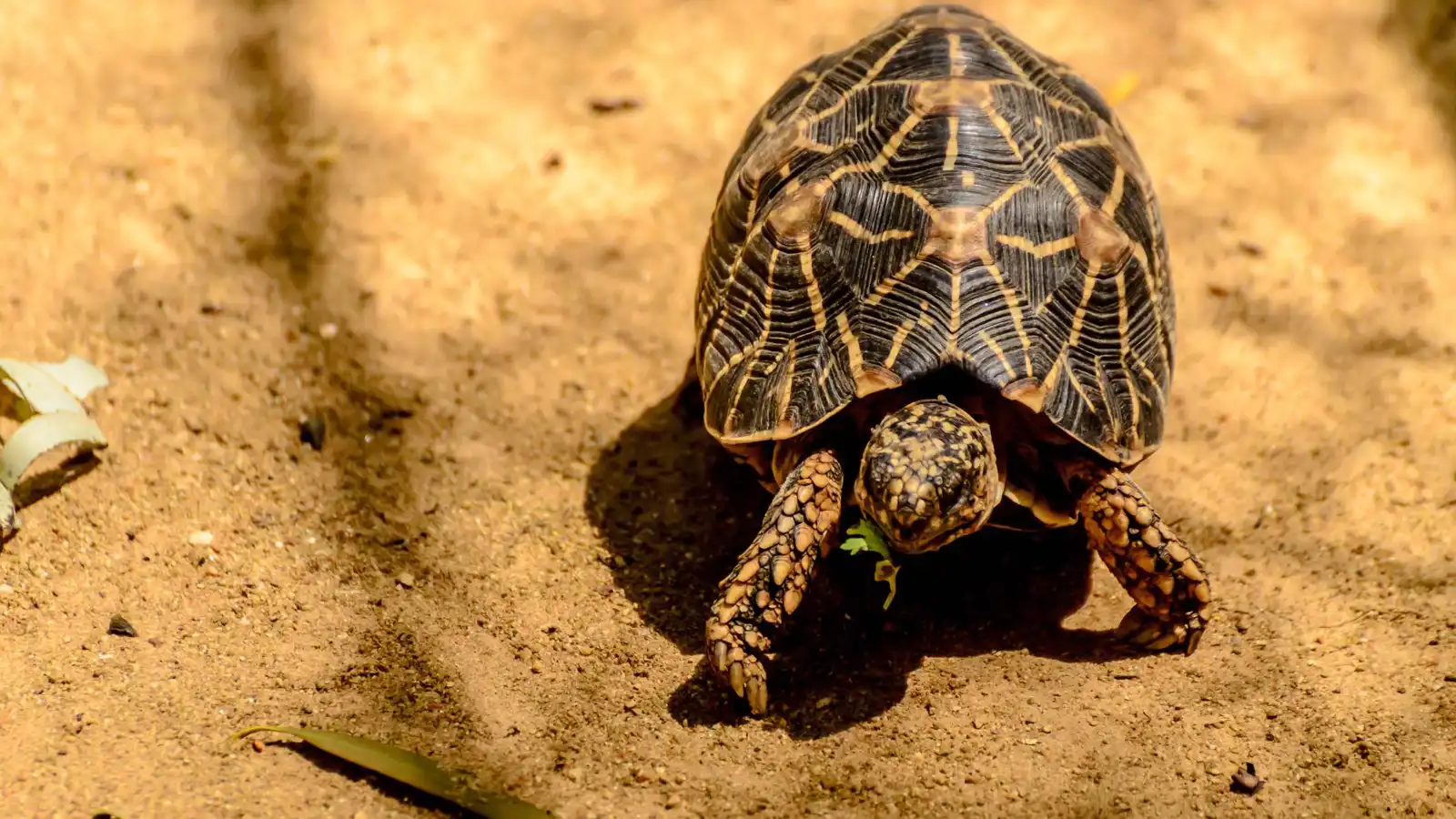 ضبط مراهقة في بانكوك بتهمة تهريب 30 سلحفاة نادرة  ..  صور 