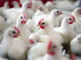 "حماية المستهلك"لـ"سرايا" :أسعار الدجاج بدأت بالانخفاض بعد النجاح الباهر لحملة المقاطعة 